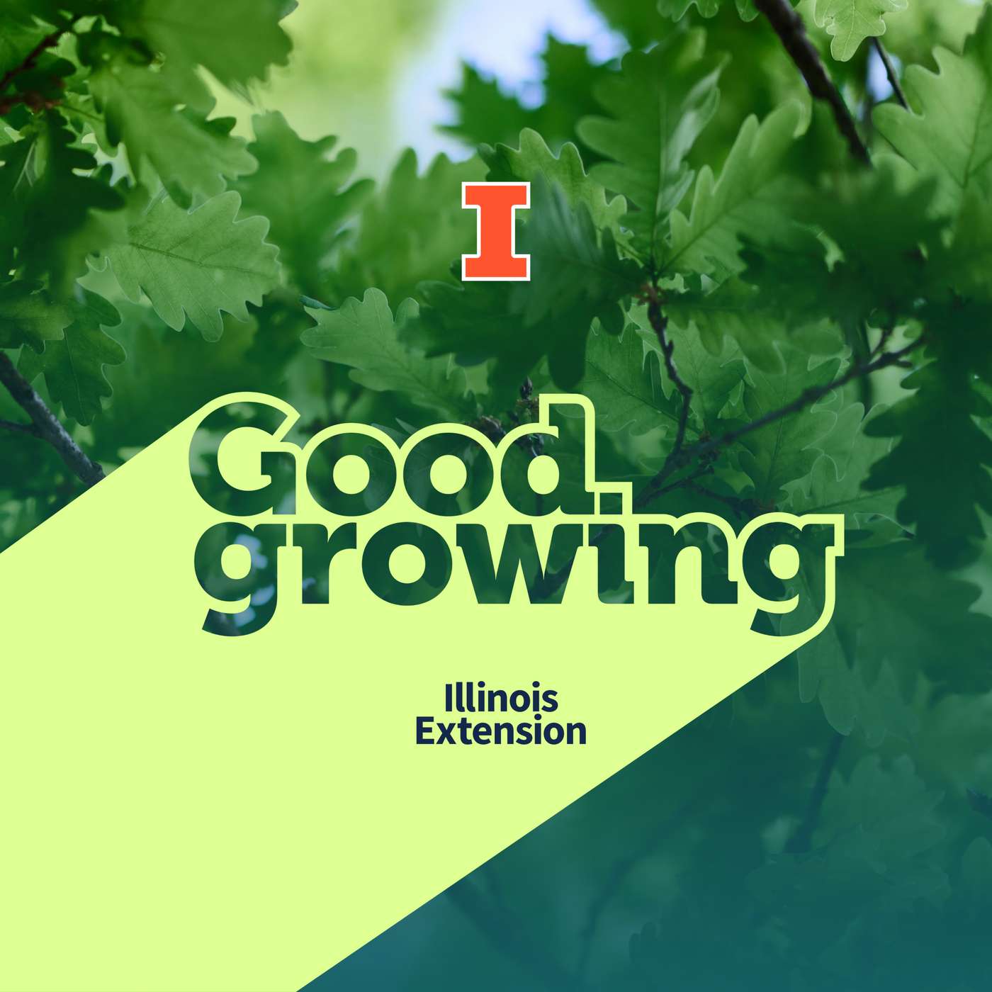 Ep. 219 Tree identification: Learning to name the trees around you | #GoodGrowing Ep. 219 Tree identification: Learning to name the trees around you | #GoodGrowing