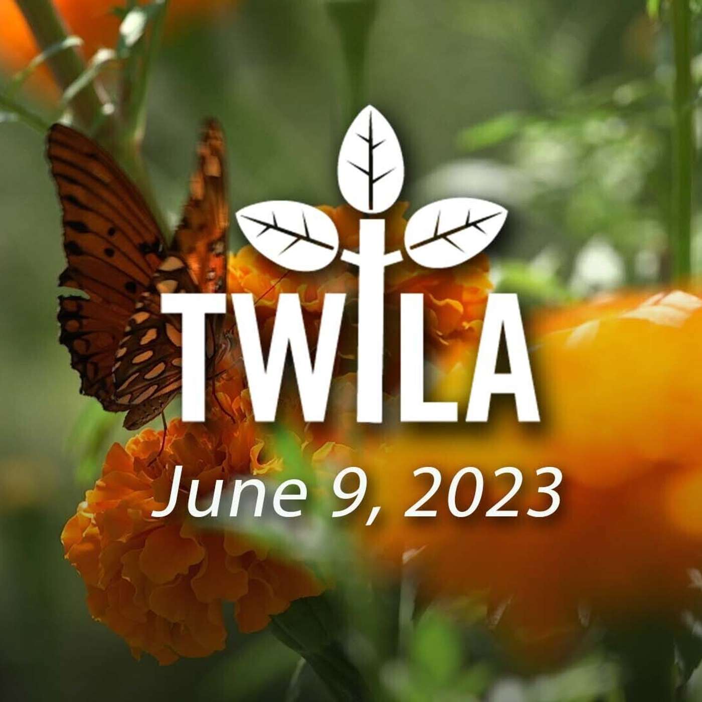 TWILA 6-9-23 episode artwork
