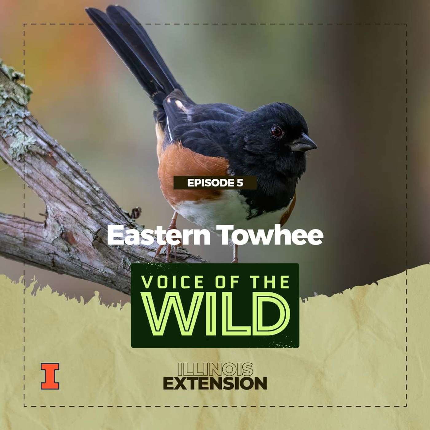 Episode 5: Eastern Towhee – Voice of the Wild episode artwork