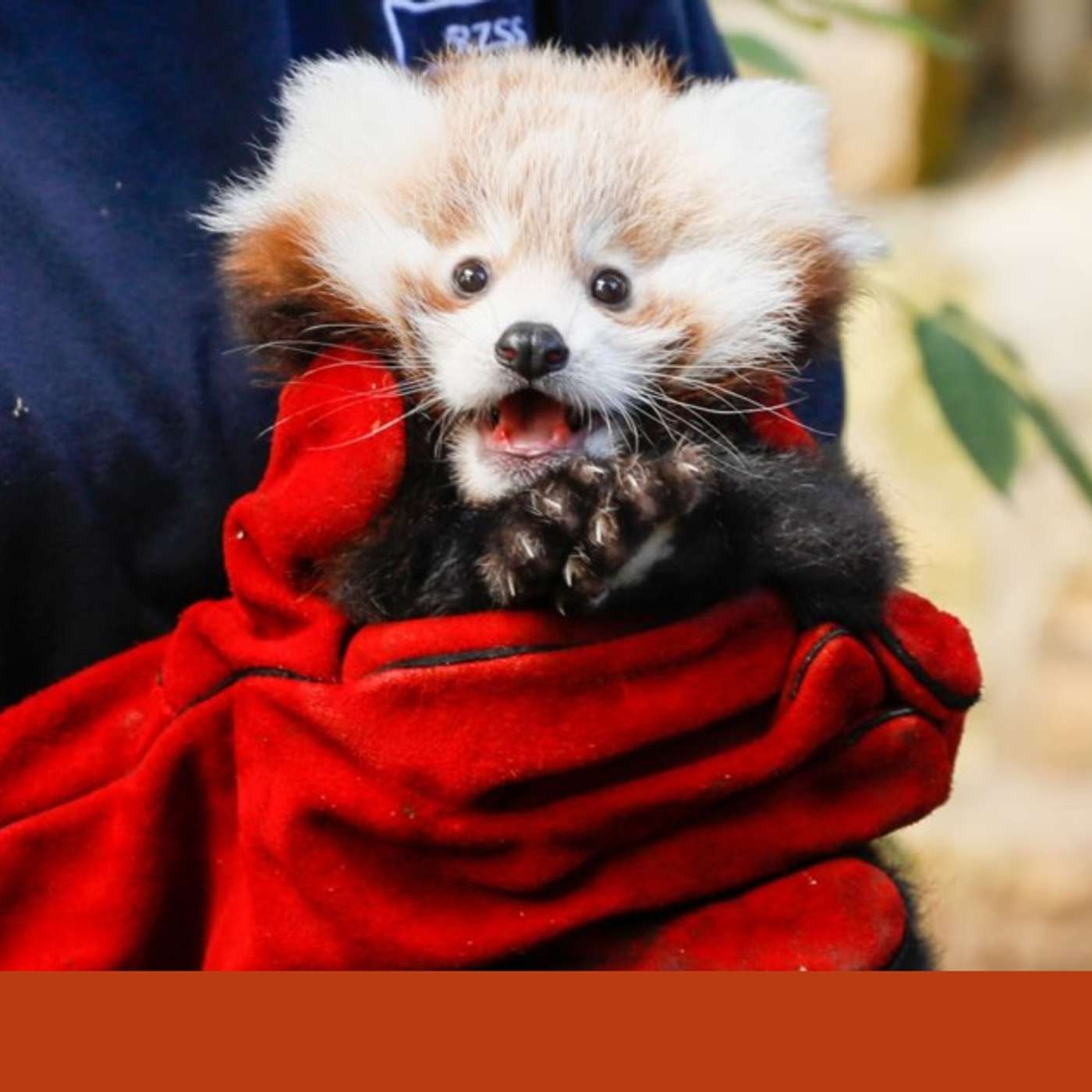 Red Panda Death Sparks Regulation Call, King Charles Celebrates Charity Centenary, UK Pension Reform Unlocks Investment, Turkish Man Arrested for Smuggling, and more... episode artwork