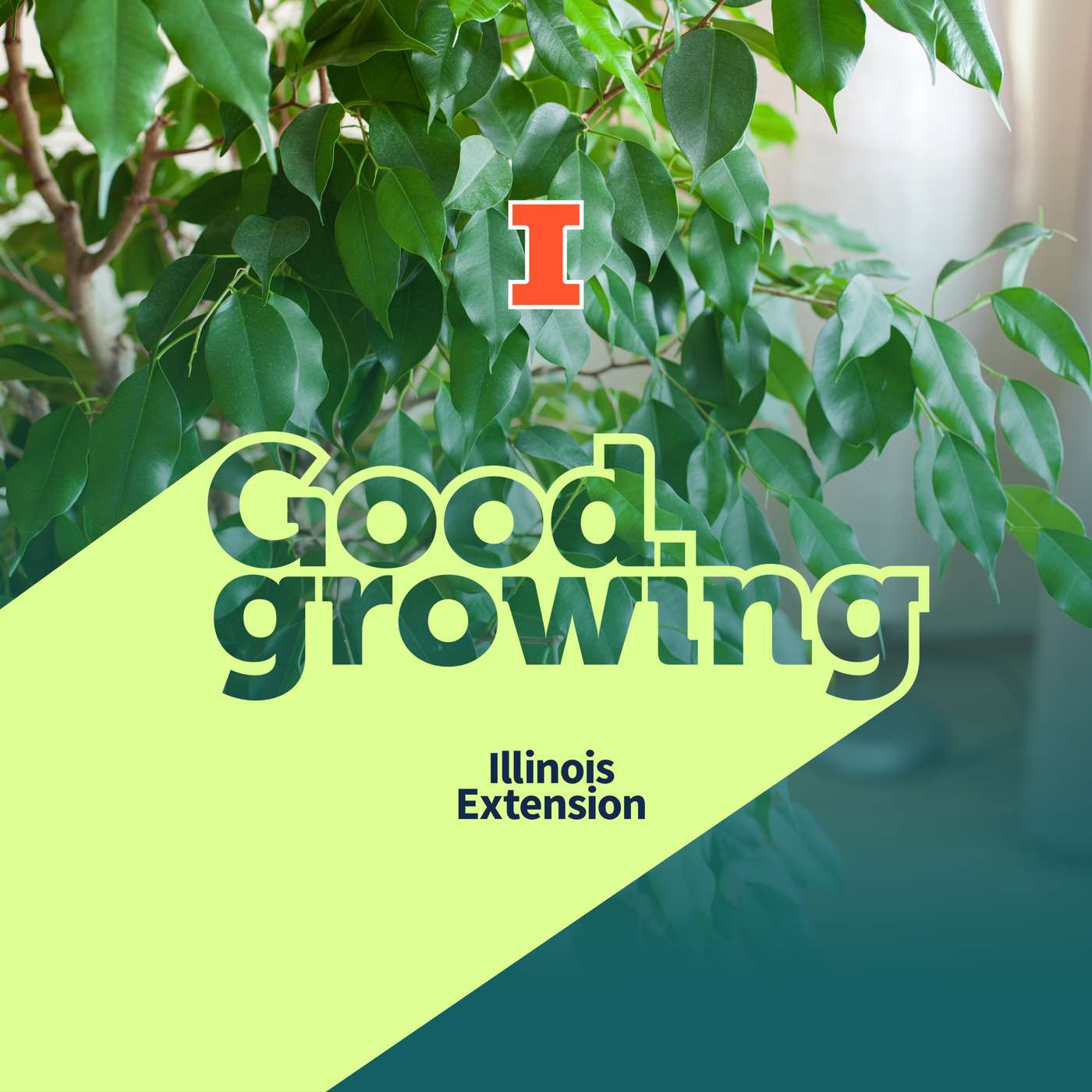 Ep. 238 Exploring Ficus: More than the houseplant in the corner | #GoodGrowing
