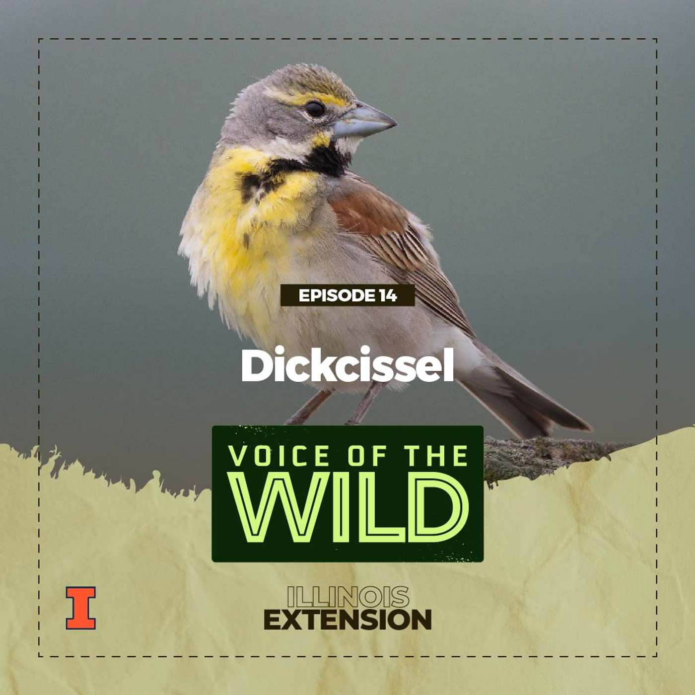 Episode 14: Dickcissel – Voice of the Wild episode artwork