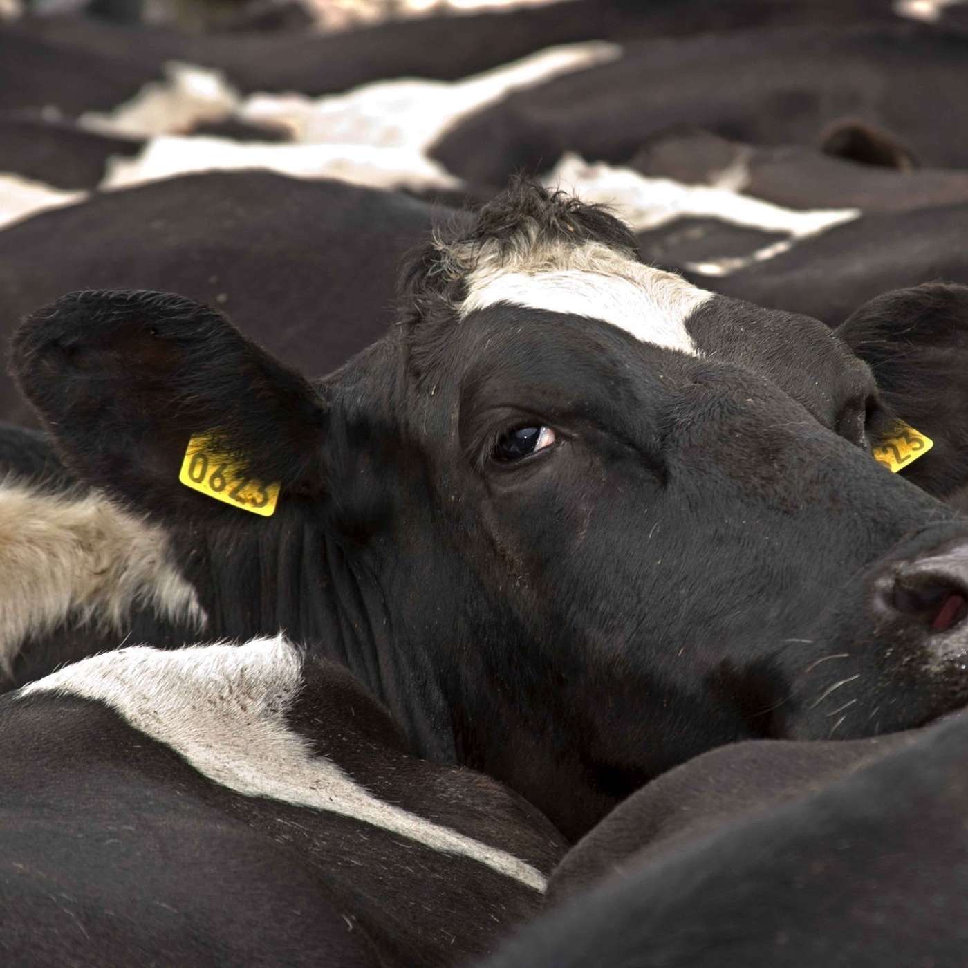 How to make the best breeding decisions to maximise the genetic gain of your herd