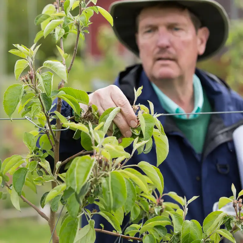 When To Fertilize Fruit Trees with Robert Crassweller