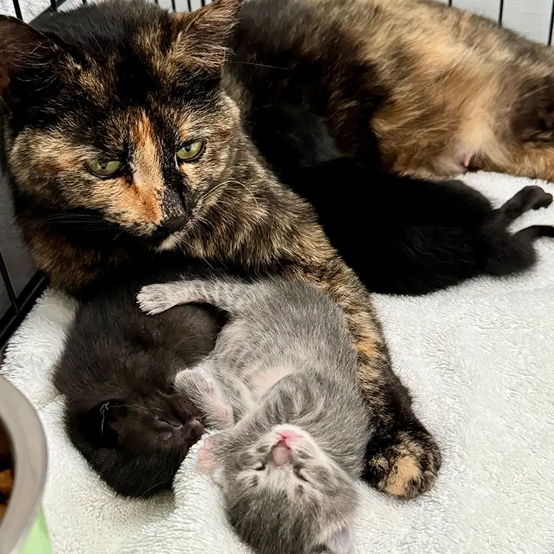 #238: Don’t eat the poison potato!