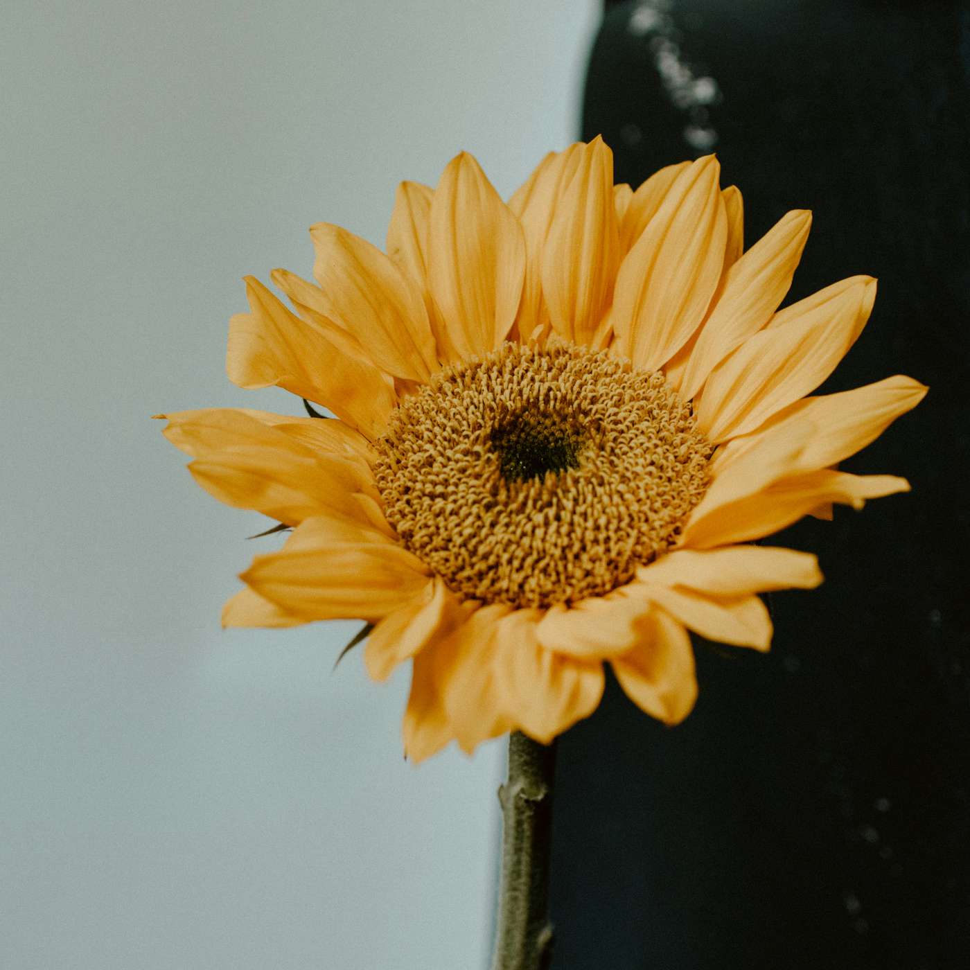 Society Tech Brief By HackerNoon