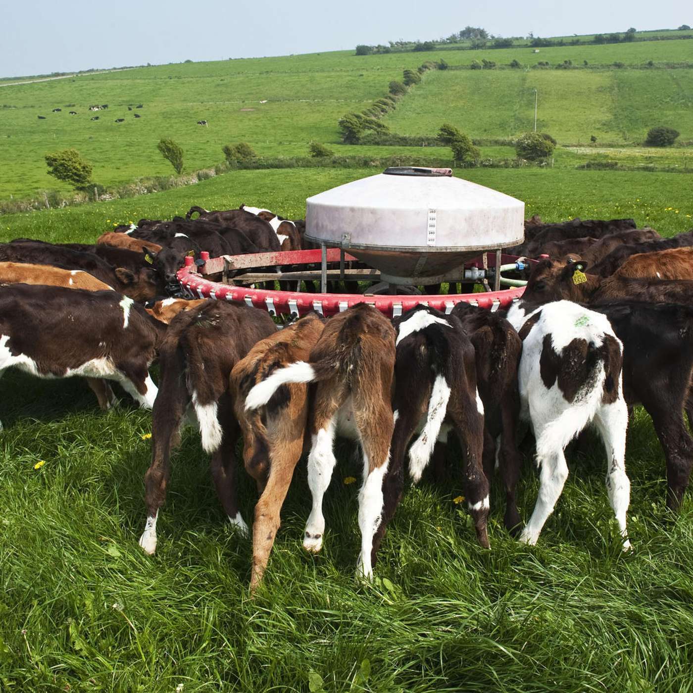The methods to increase calf rearing facilities