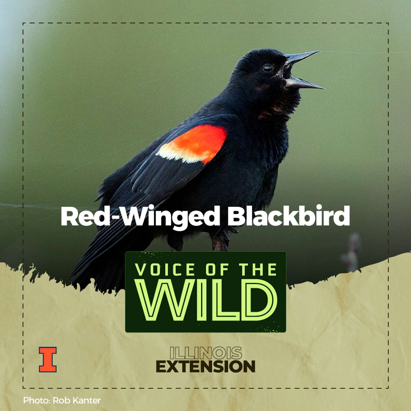 Episode 42: Red-Winged Blackbird – Voice of the Wild episode artwork