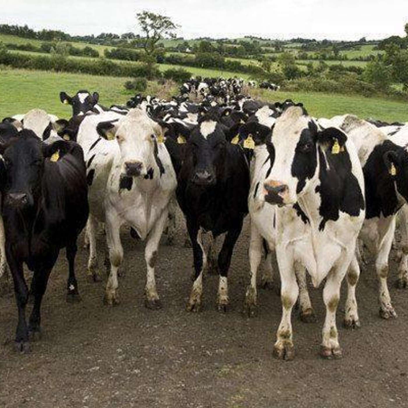 How dairy expansion has impacted the Irish economy