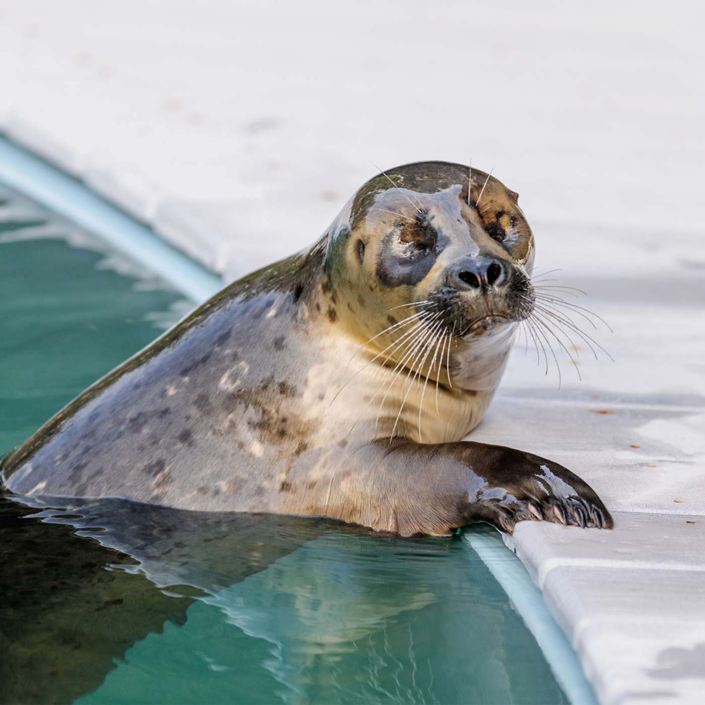 Courtney with the Oregon Coast Aquarium interview with Amanda Smith and Baron Robison -  May 2nd, 2025
