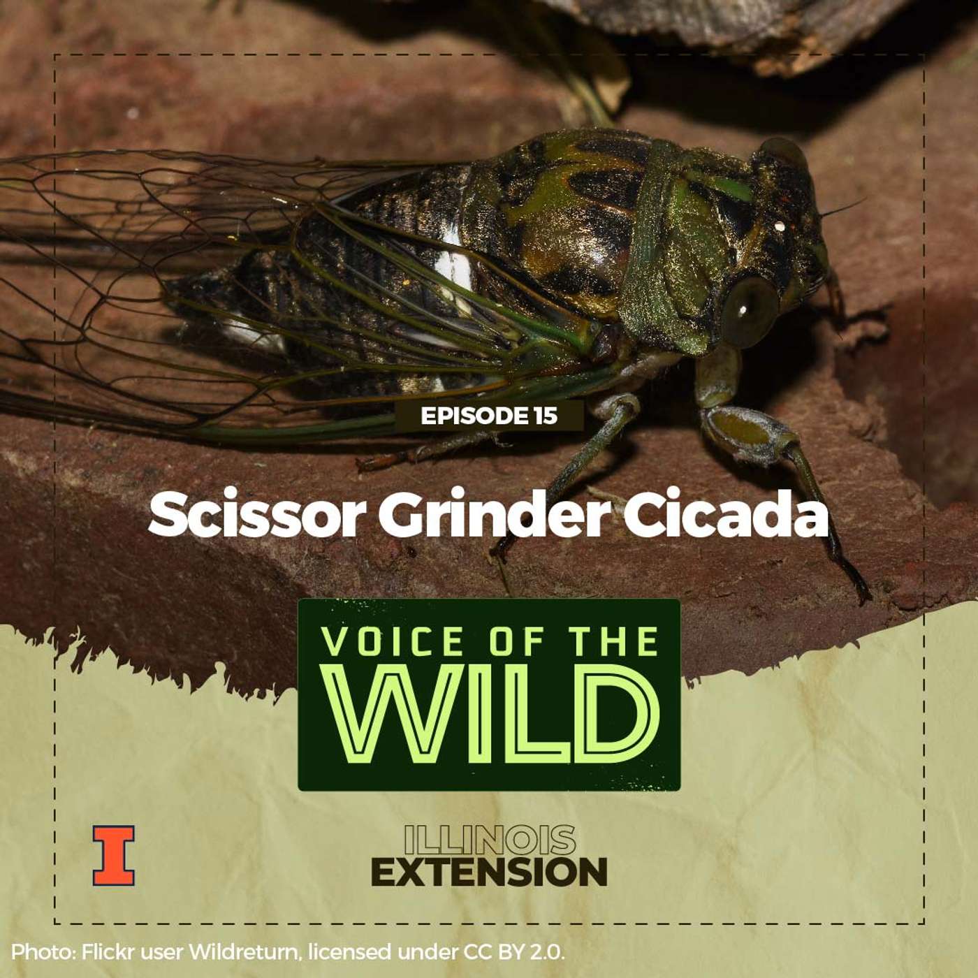 Episode 15: Scissor Grinder Cicada – Voice of the Wild episode artwork