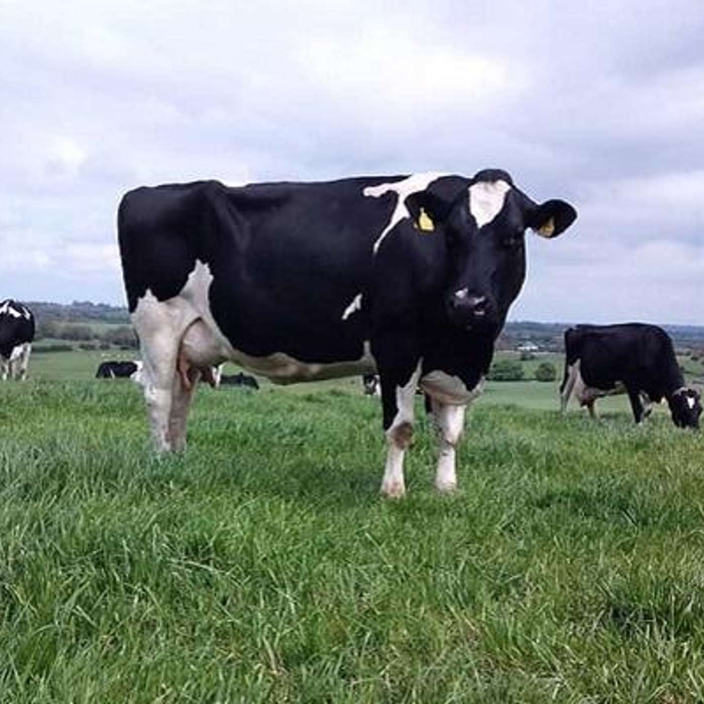 ICBF Breeding Guidelines