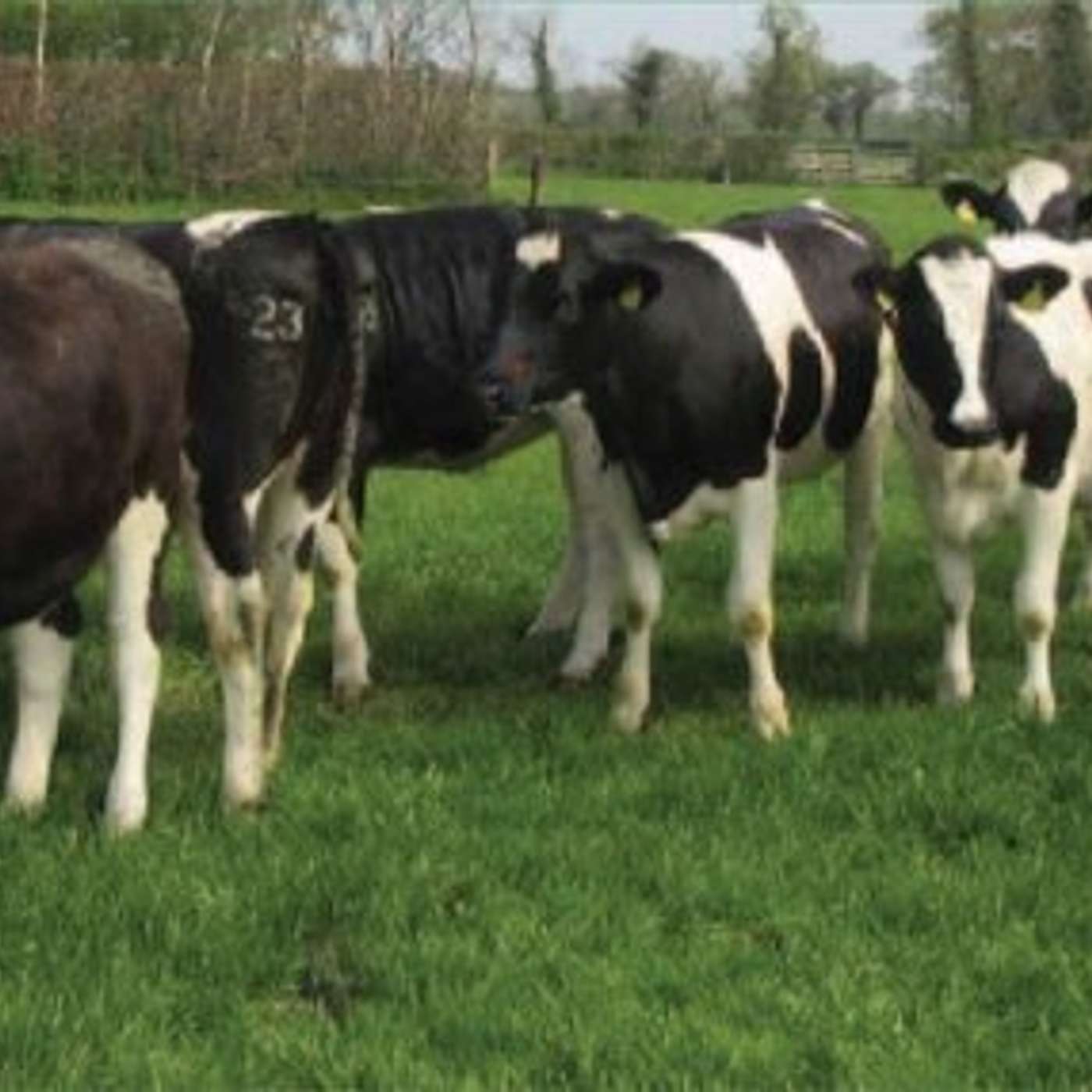 Best practice for management of heifers in seasonal calving systems