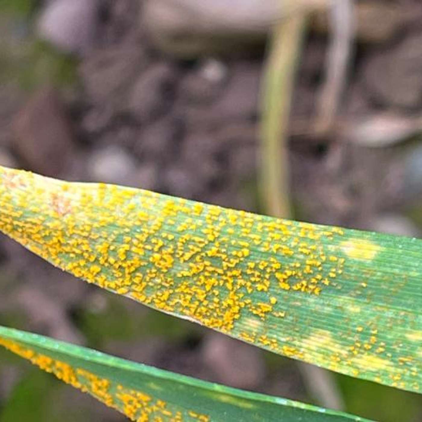 Yellow Rust is a Threat to All Winter Wheat Crops