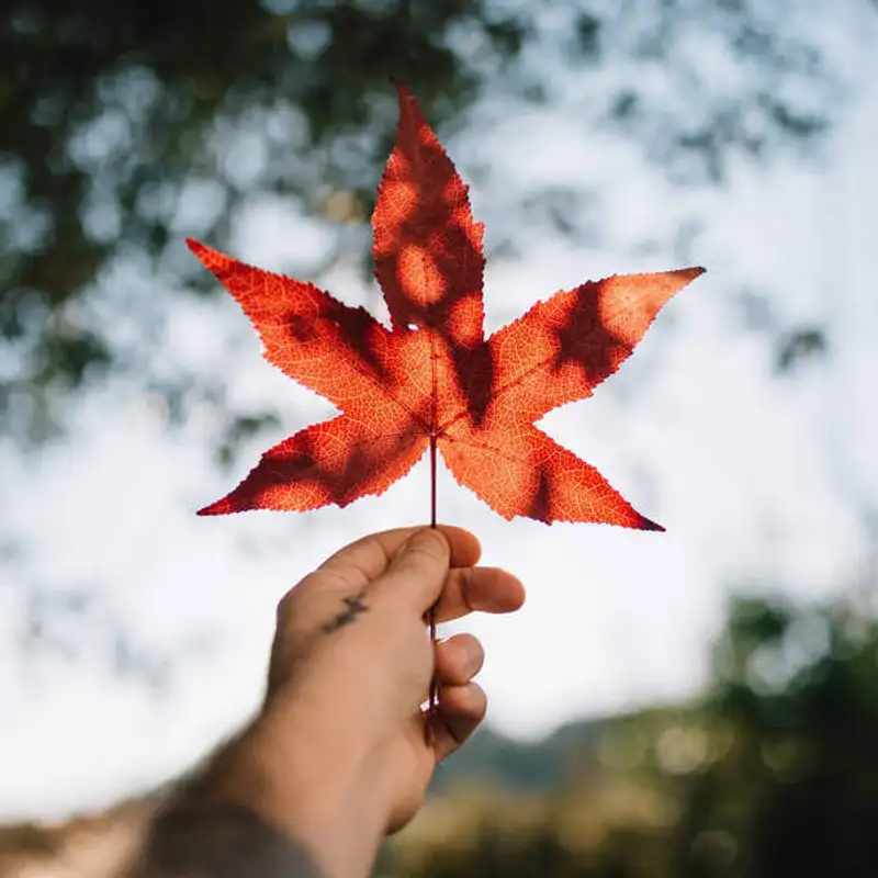 {Special Guest} Joe do Toronto English School!