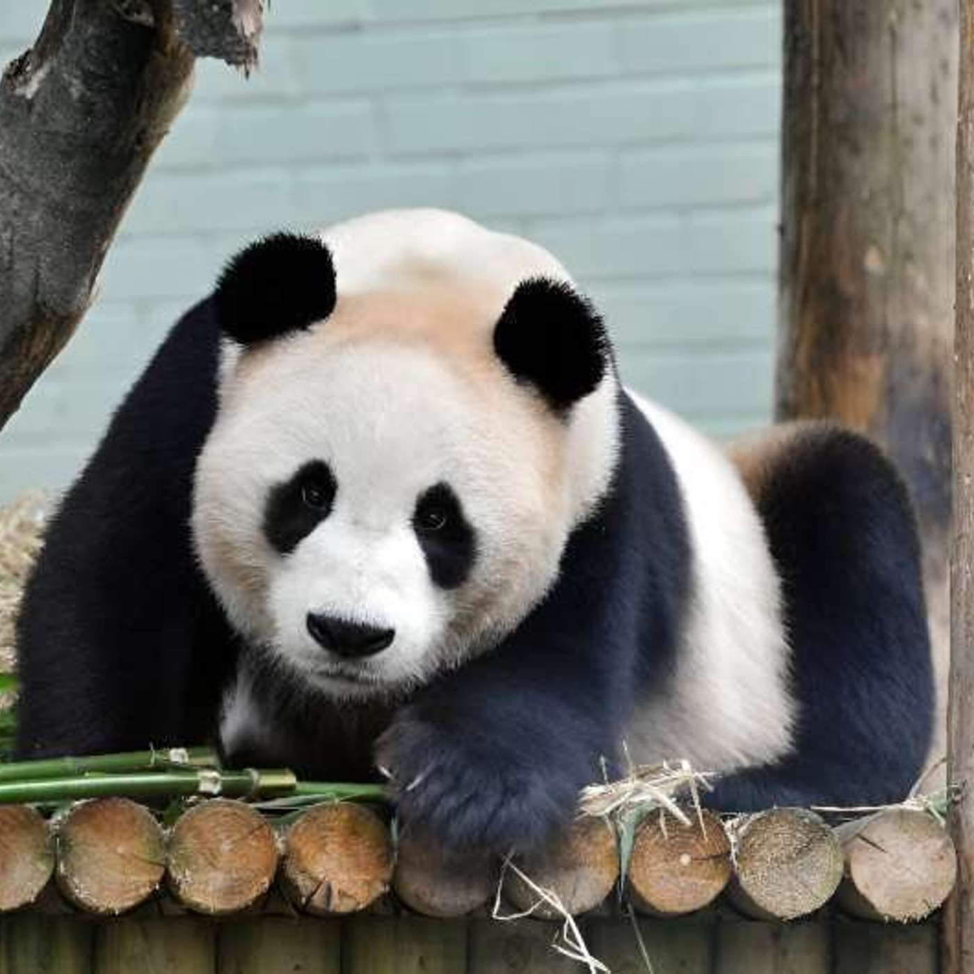 UK's Only Giant Pandas Return to China after 12 Years at Edinburgh Zoo, IBM Unveils Massive Quantum Computers, Groundbreaking Brain Implants Boost Cognitive Abilities in Chronic Injury Patients and more...