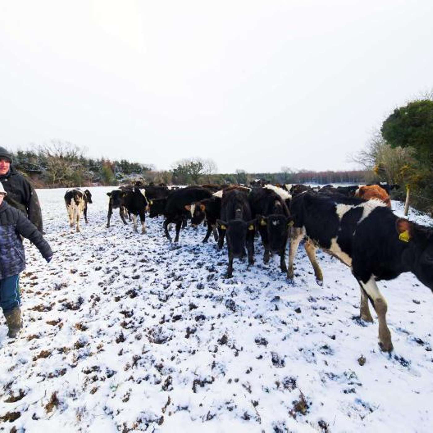 Managing the dairy cow and grassland after Storm Emma