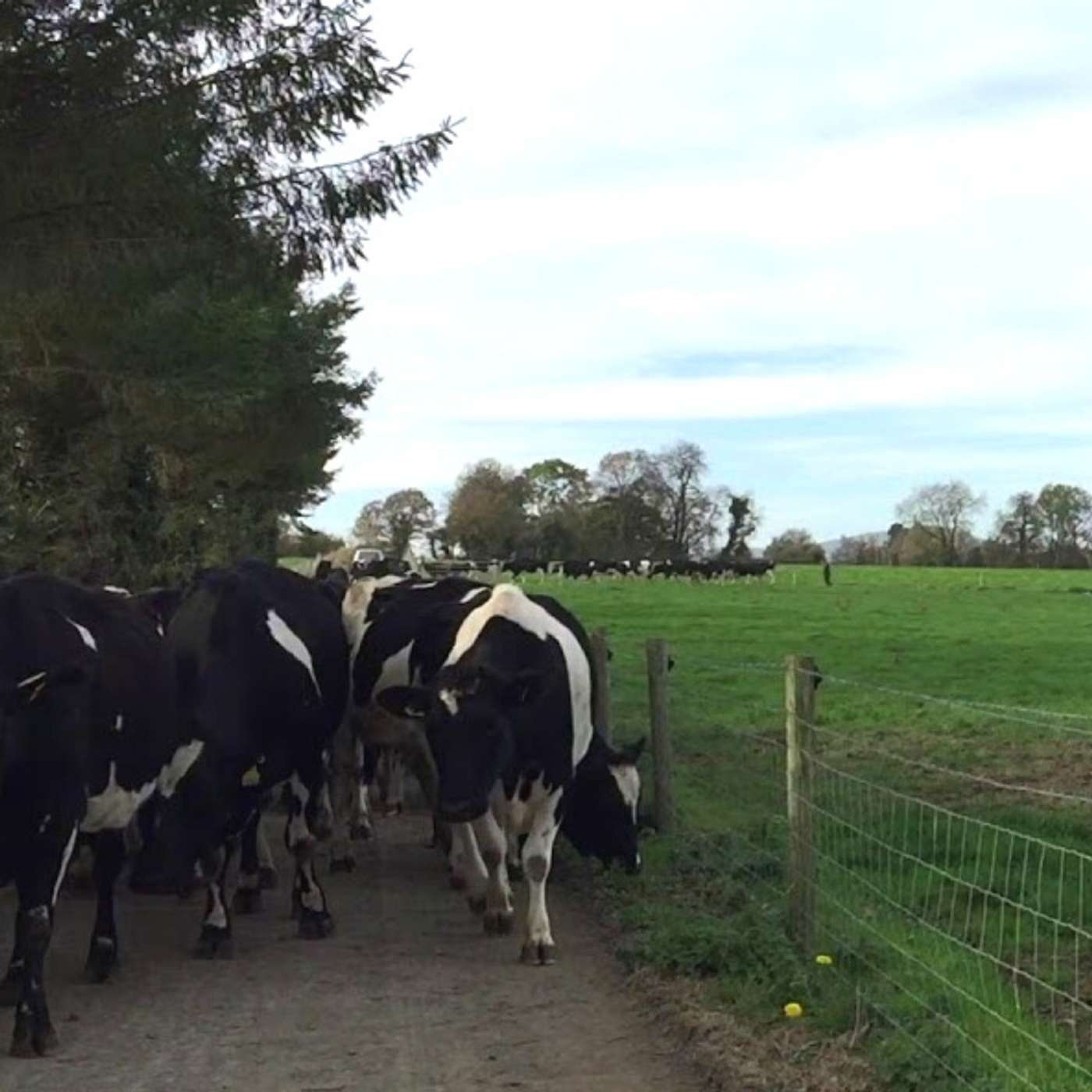 The 50 year evolution of the dairy herd at Kildalton College