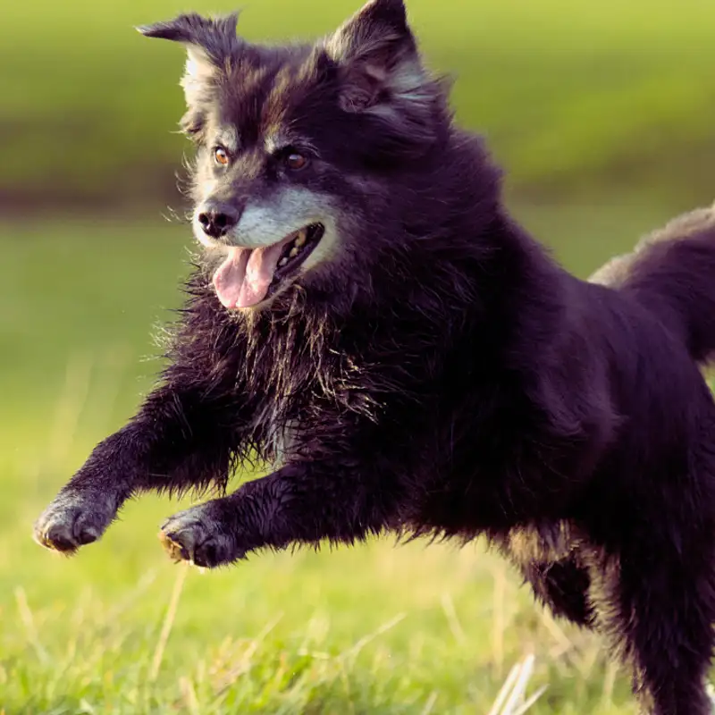 Prevention and Natural Support for Torn CCL in Dogs