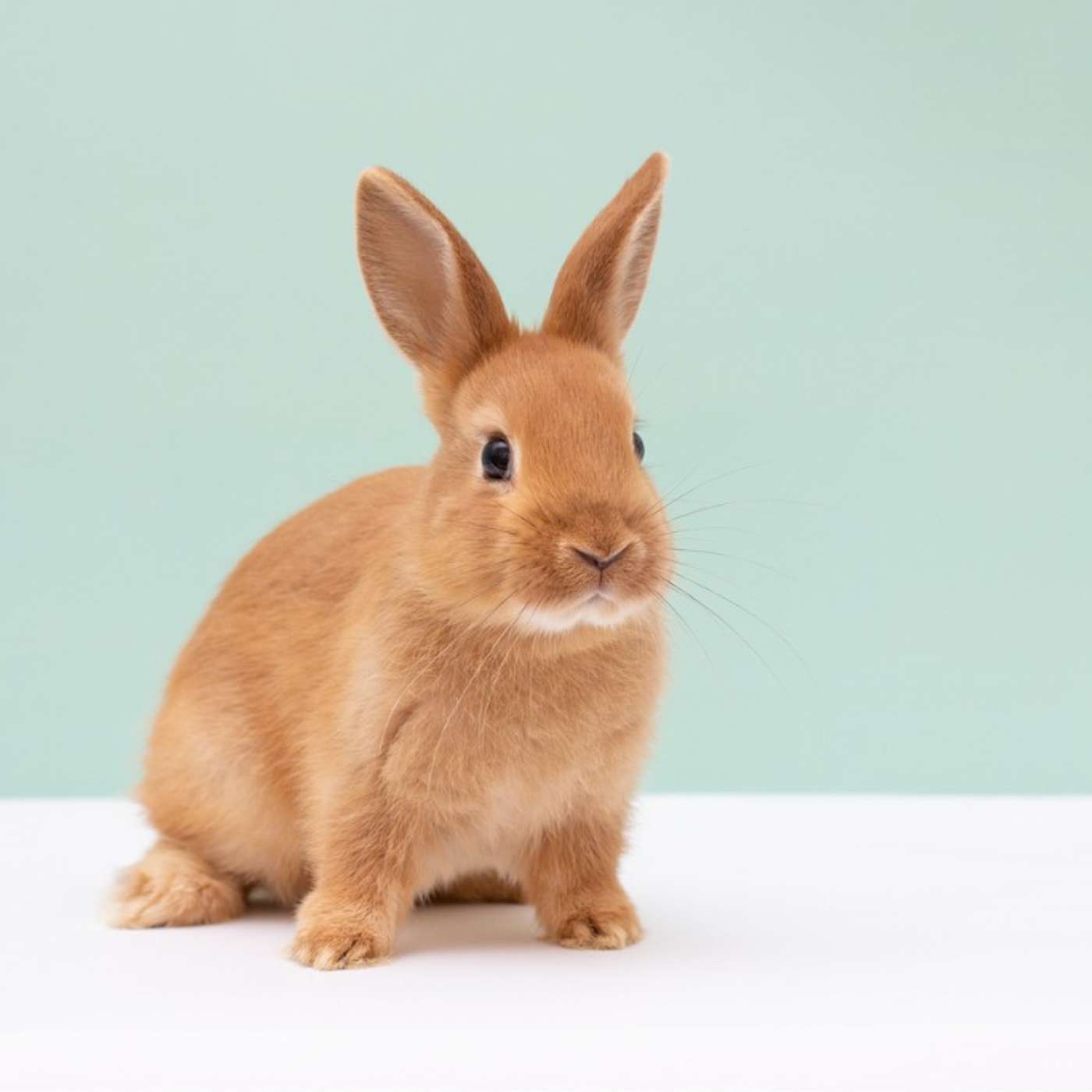 The Secret Sound World of Rabbits and Small Animals