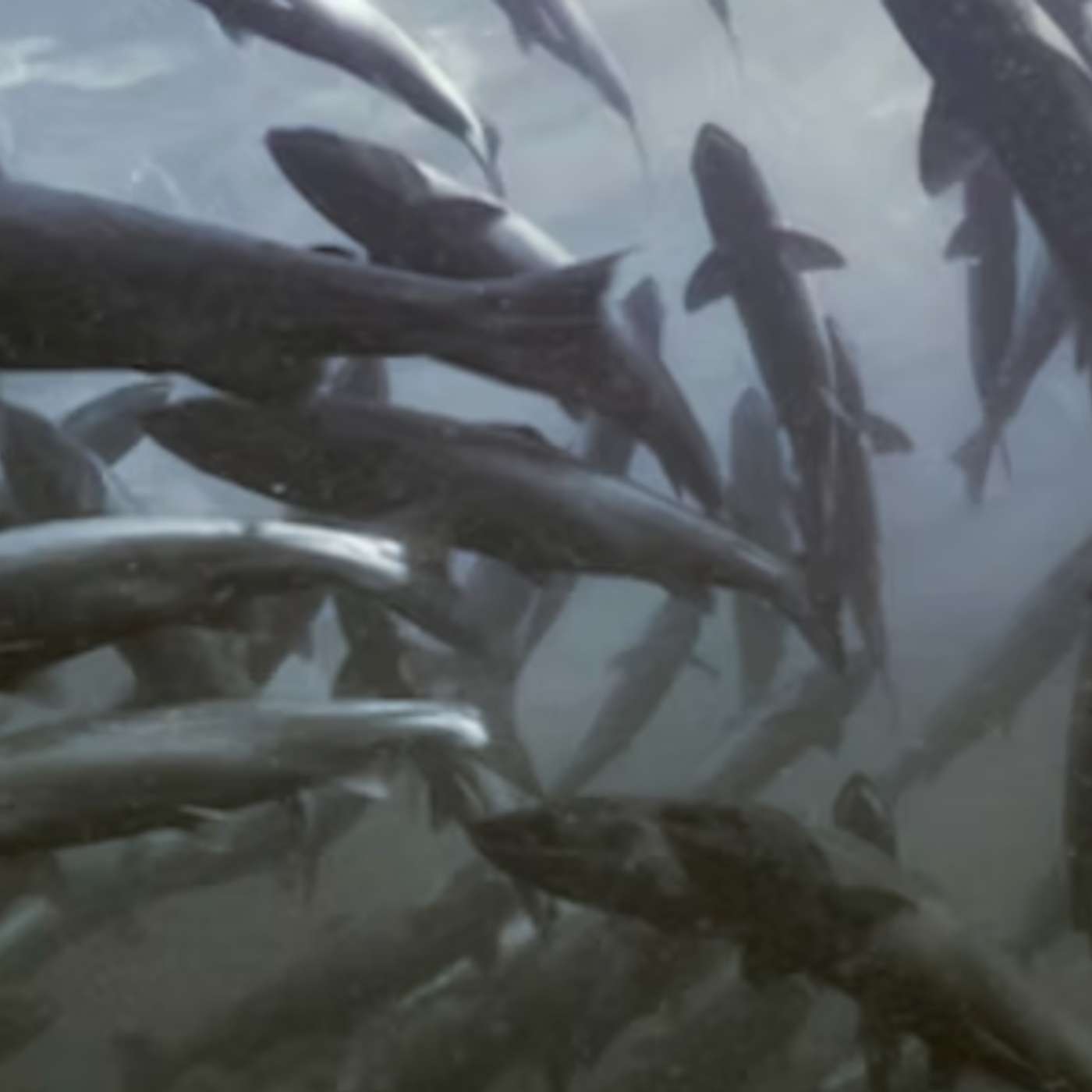 The Last Salmon: Richard Davies on his life's work to save the salmon