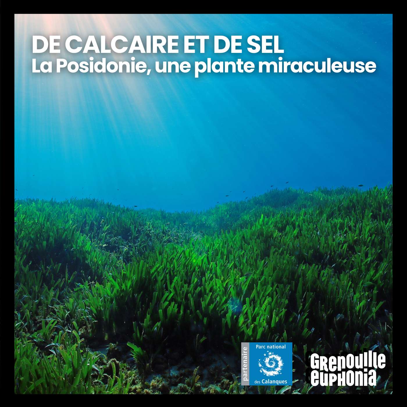De Calcaire et De Sel | La Posidonie, une plante miraculeuse