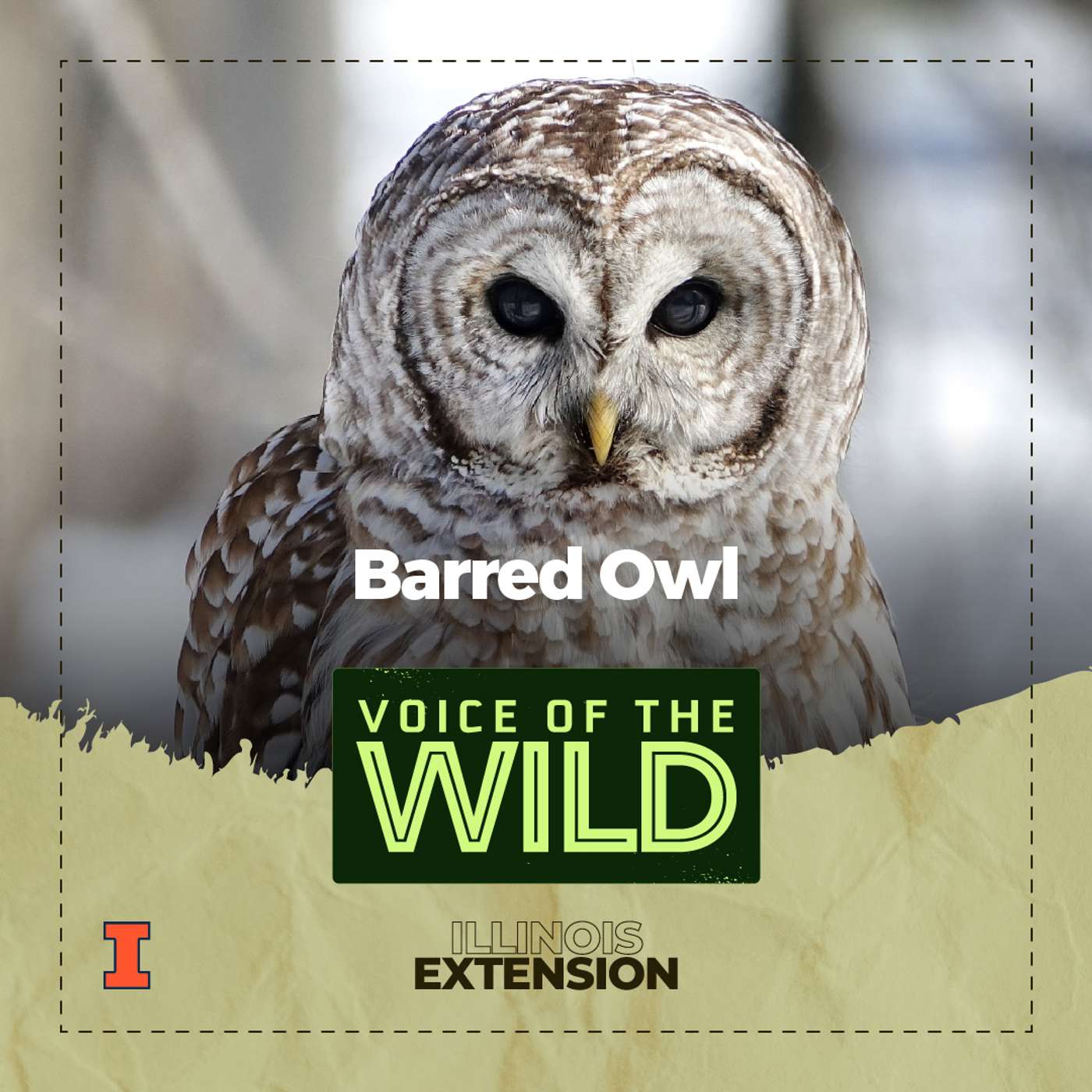 Episode 39: Barred Owl – Voice of the Wild episode artwork