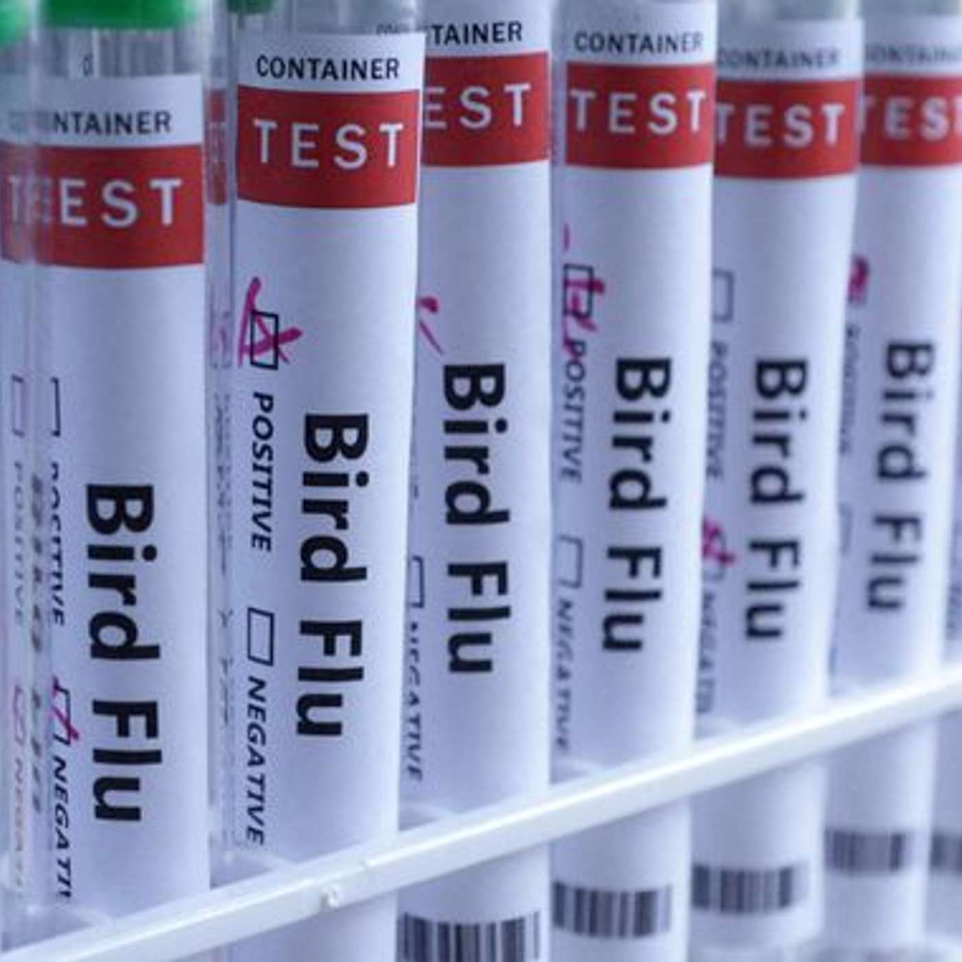 H5N1 Bird Flu Found in UK Sheep, Ezetimibe and Statins Set as Gold Standard, Singapore Launches $130M RNA Initiative, New Model Enhances Acoustic Control, and more...