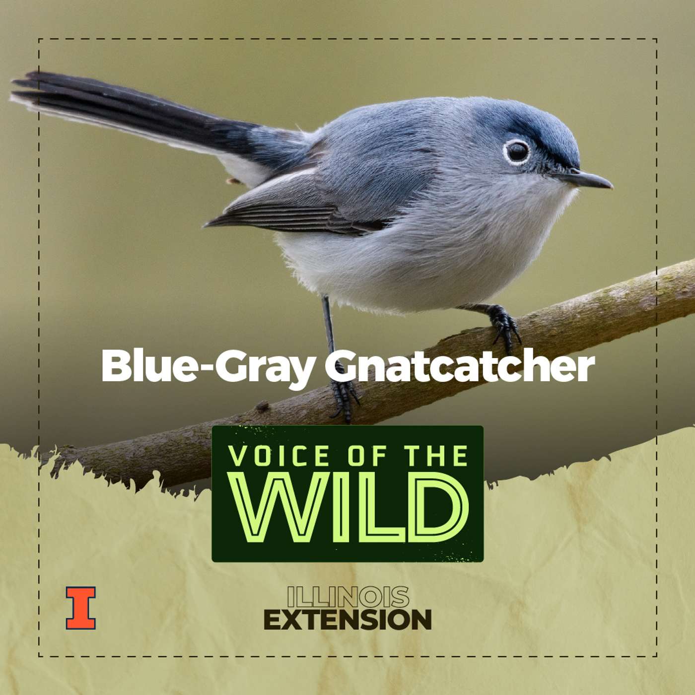 Episode 50: Blue-Gray Gnatcatcher – Voice of the Wild episode artwork