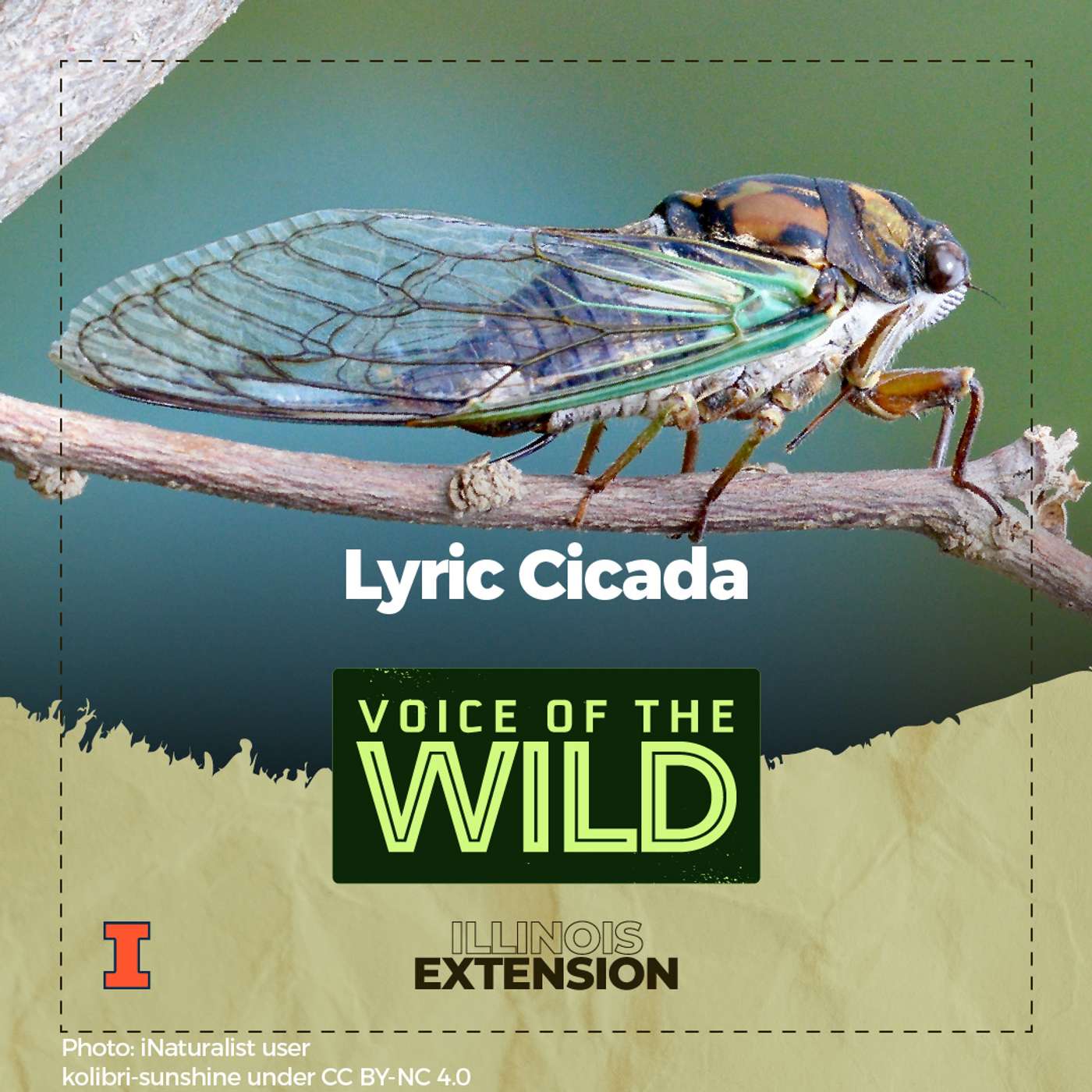 Episode 64: Lyric Cicada – Voice of the Wild episode artwork