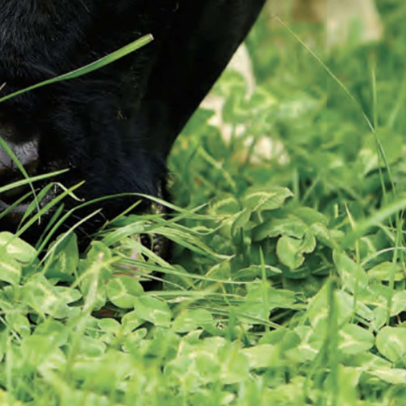 The establishment and management of white clover through over-sowing