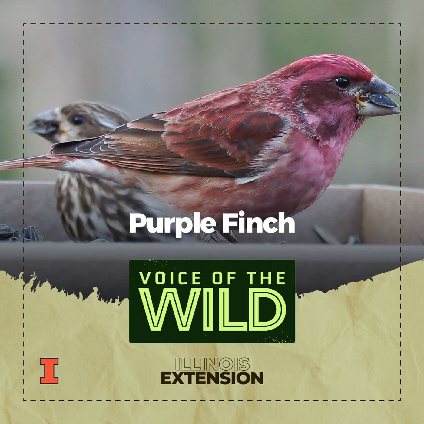 Episode 82: Purple Finch – Voice of the Wild