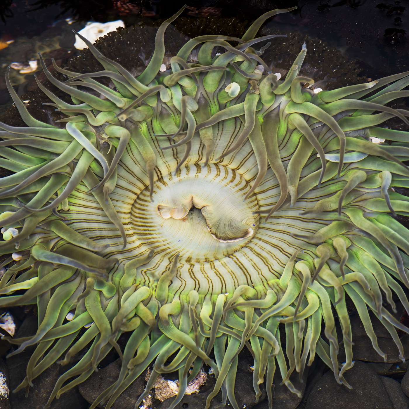 The Nature Photography Podcast