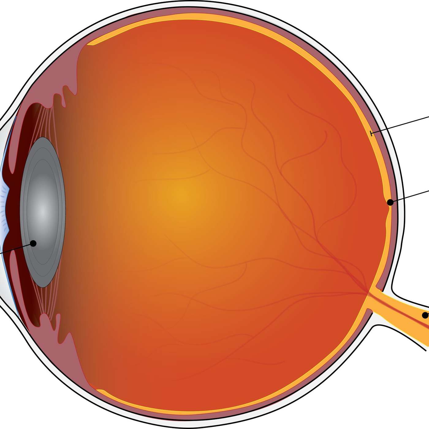 Ideal BMs Promote Gut Health, Wheat Genes Combat Climate Change, Antioxidant Slows Macular Degeneration, Dartmouth Brain Mapping Breakthrough, and more...