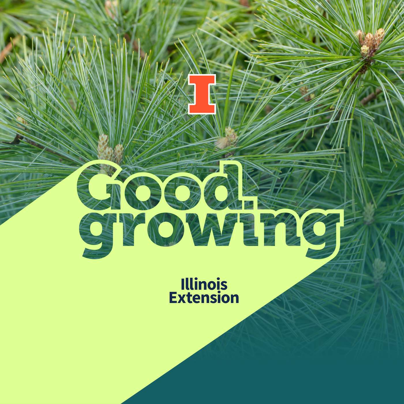 Ep. 235 Evergreen Extravaganza: From pines to cedars and beyond | #GoodGrowing
