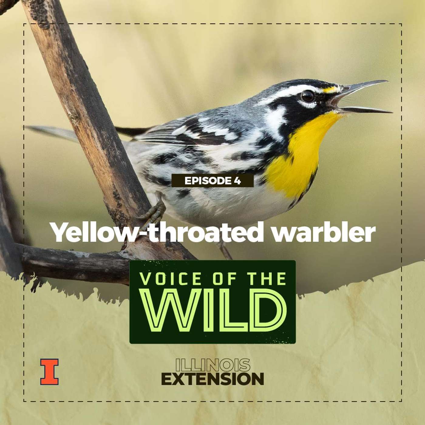 Episode 4: Yellow-throated Warbler – Voice of the Wild episode artwork