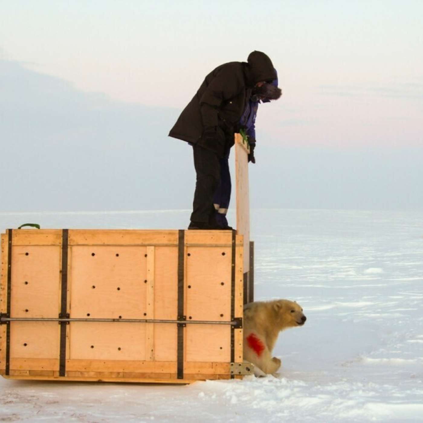 Белых медведей увезли подальше от газовиков