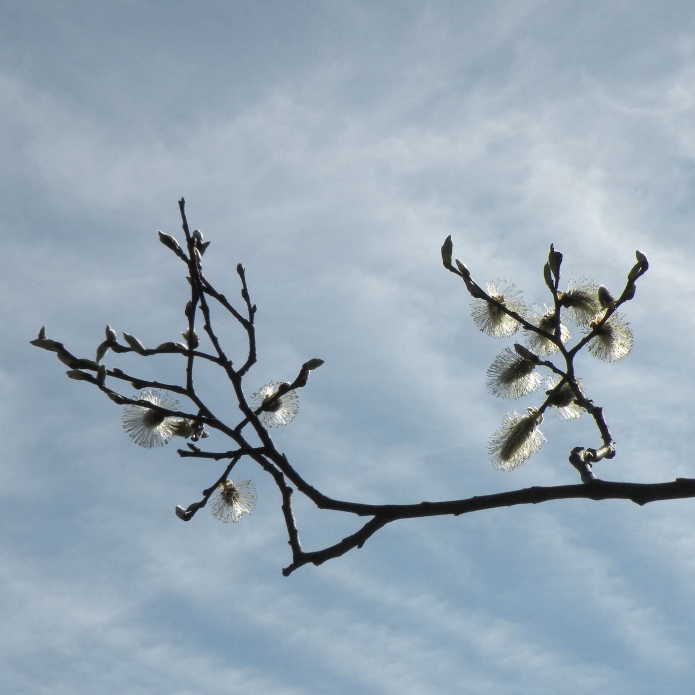 Karmels hage på St Rita Radio