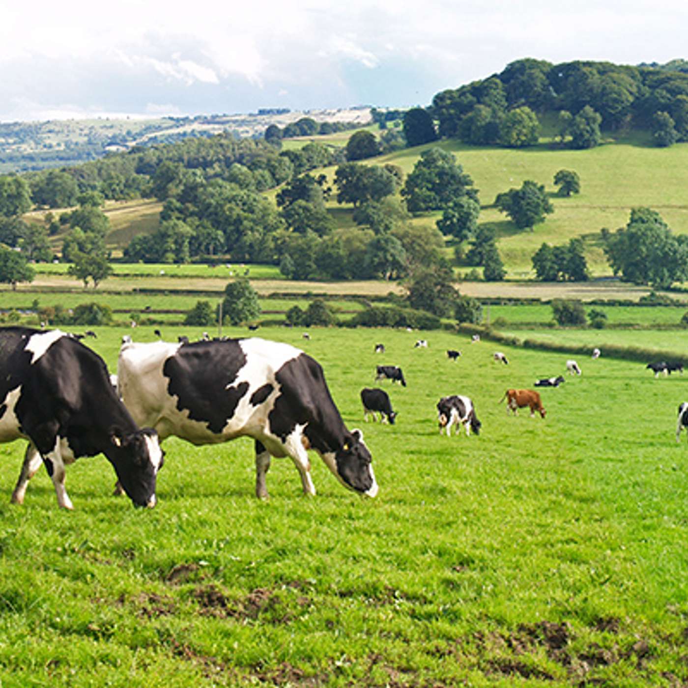 Securing the Future of Irish Dairying: Succession, Progression & Collaborative Farming
