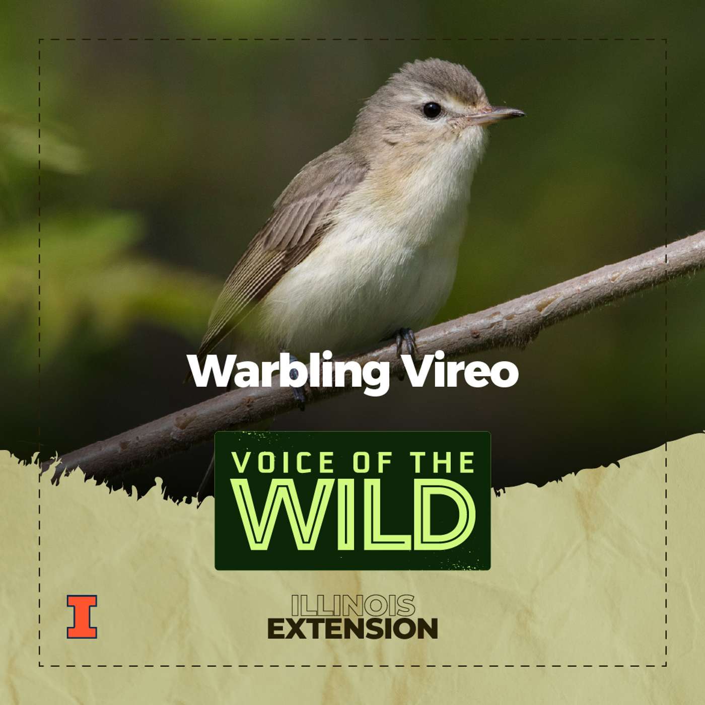 Episode 57: Warbling Vireo – Voice of the Wild episode artwork