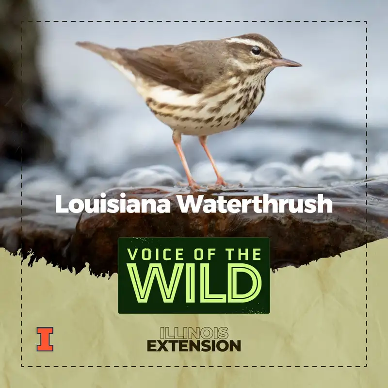 Episode 49: Louisiana Waterthrush – Voice of the Wild
