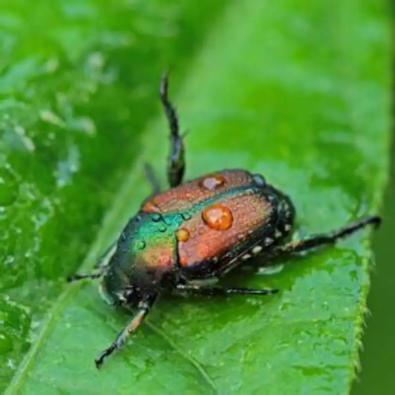 Why Pests Can't Attack Healthy Plants with Thomas M. Dykstra