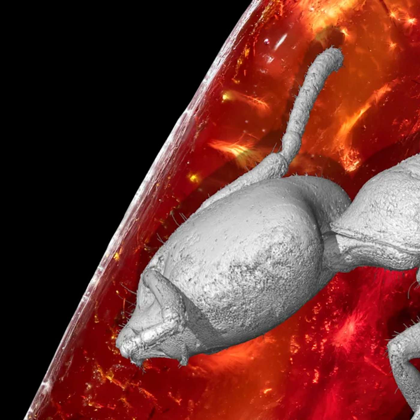 Webb Maps Dark Matter, New Stroke Rules Expand Care, Amber Reveals 40 Million Year Ant, Dragonfly Heads to Titan, and more... Webb Maps Dark Matter, New Stroke Rules Expand Care, Amber Reveals 40 Million Year Ant, Dragonfly Heads to Titan, and more...