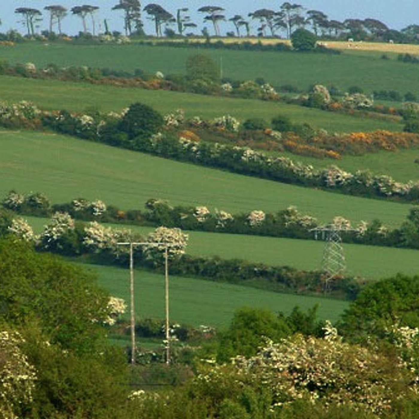 Celebrating Ireland’s Hedgerows
