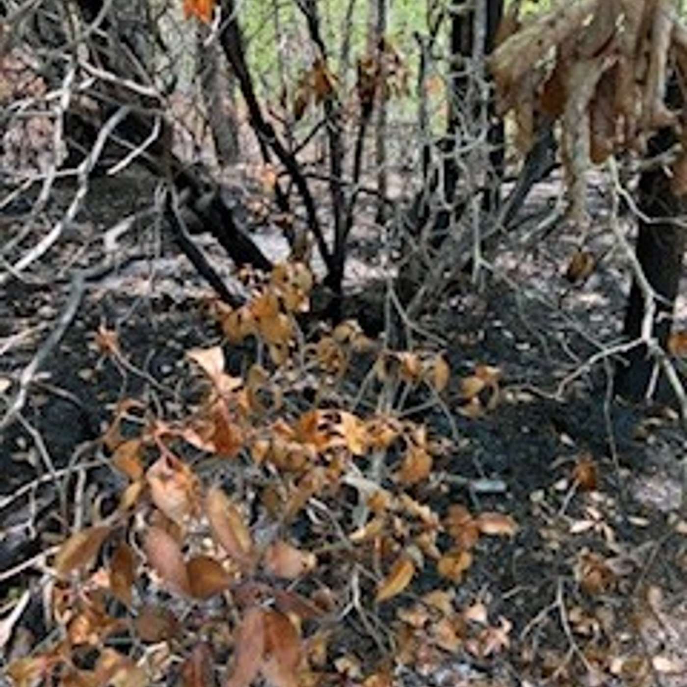 WheeLife Eps.7: Greening up and wild fires in WNC episode artwork