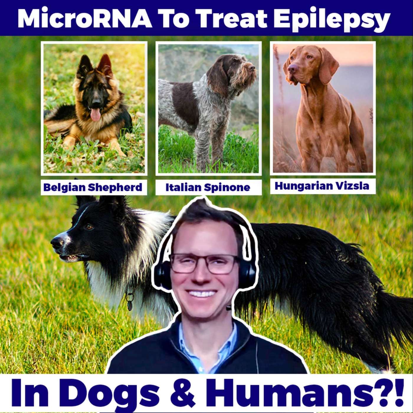 Injecting MicroRNA To Help Dogs & Humans with Epilepsy - David Henshall, RCSI, ROI episode artwork