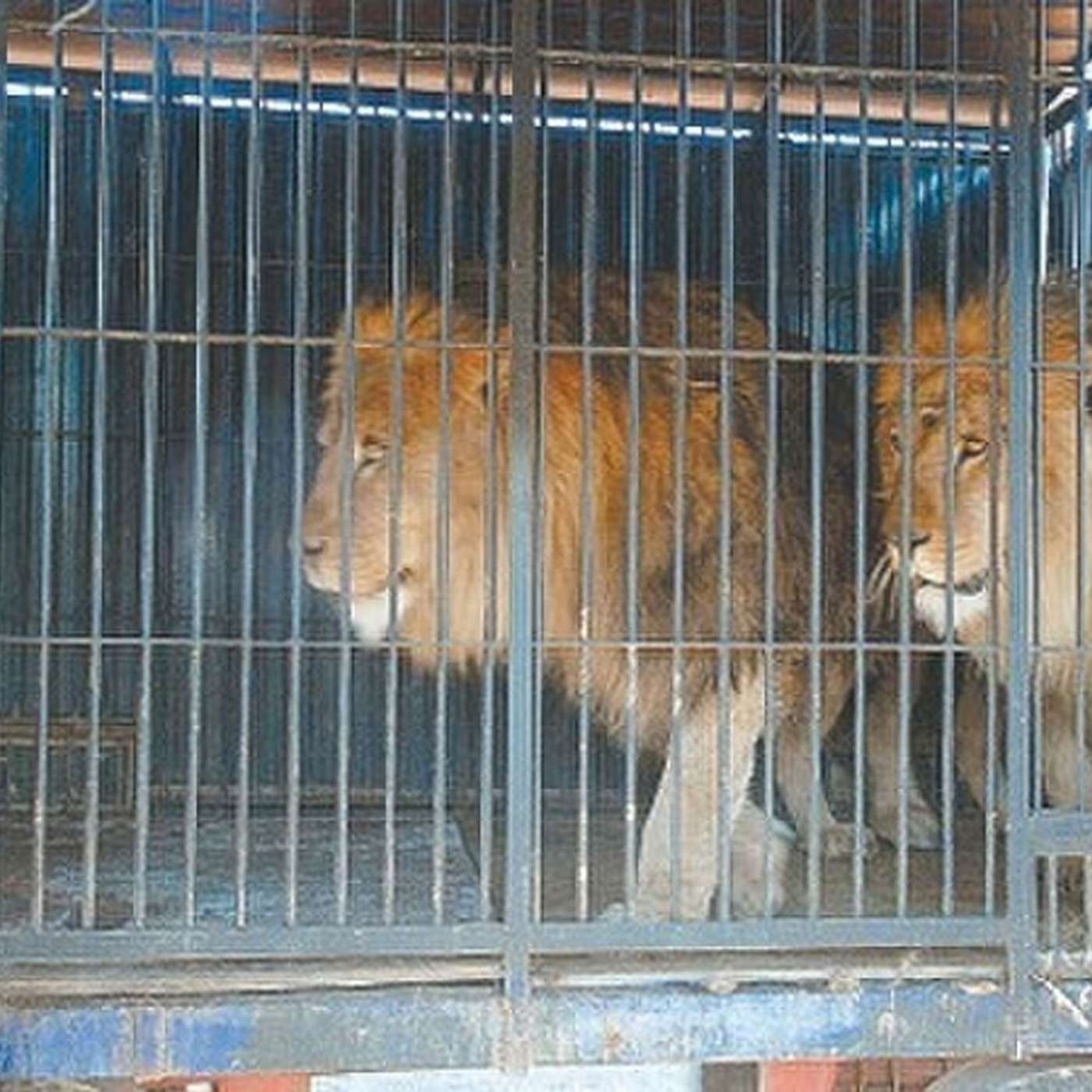 Recuerdos fotográficos: 2007. Tres leones alteraron la rutina en Ranchillos episode artwork