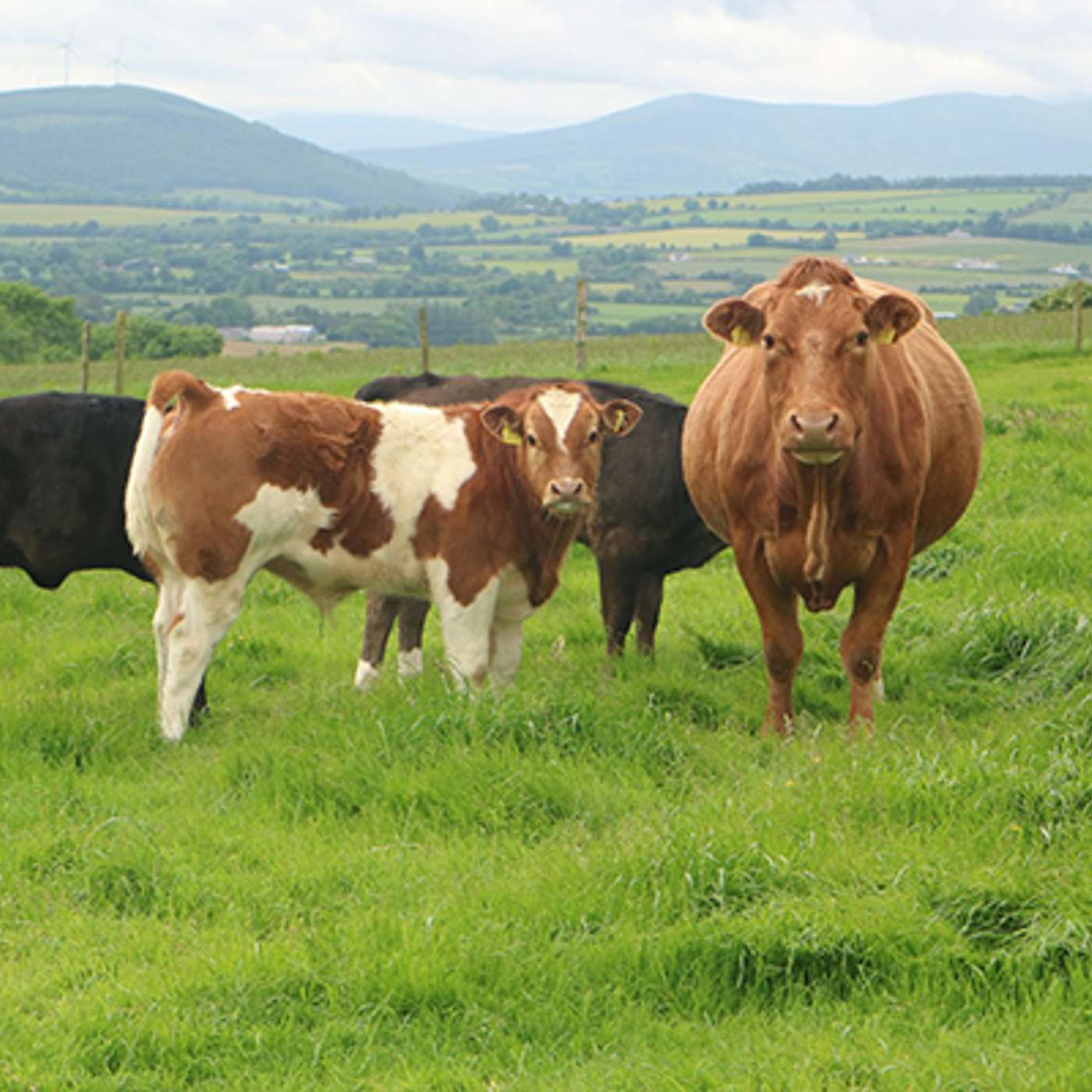 Pre-Calving Prep and Planning Ahead for 2026