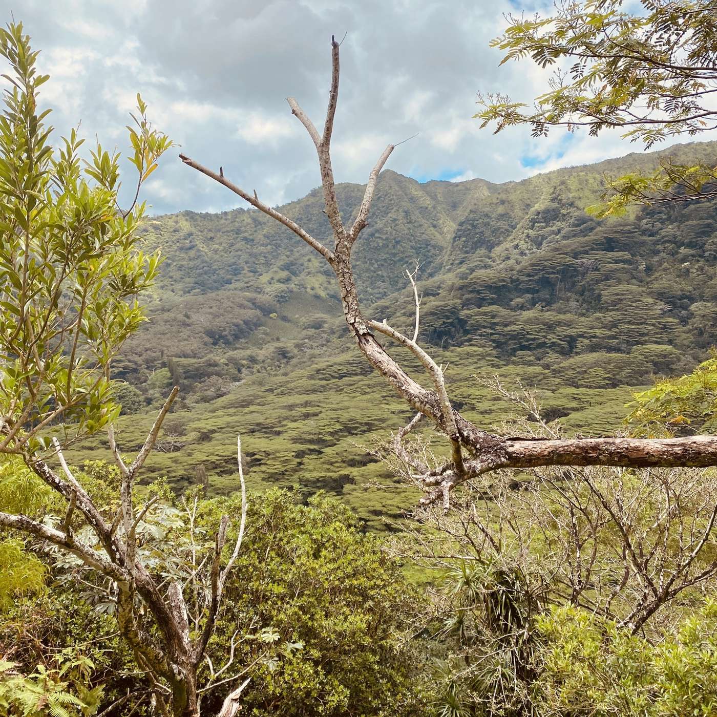 The Voice in Your Head: Psychedelic Keys to Silence Illusions and Spark Rebellion