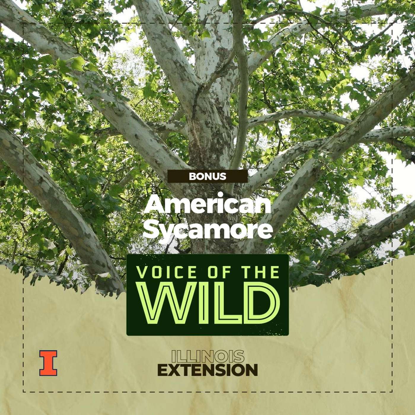 Bonus: American Sycamore – Voice of the Wild episode artwork